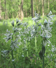 Ornithogalum boucheanum
