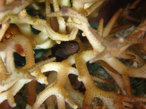 Blackbody coral goby (Paragobiodon melanosomus) — Gobiidae — 4