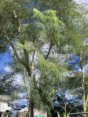 Moringa hildebrandtii