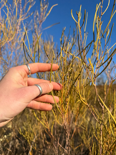 Broom Wattle