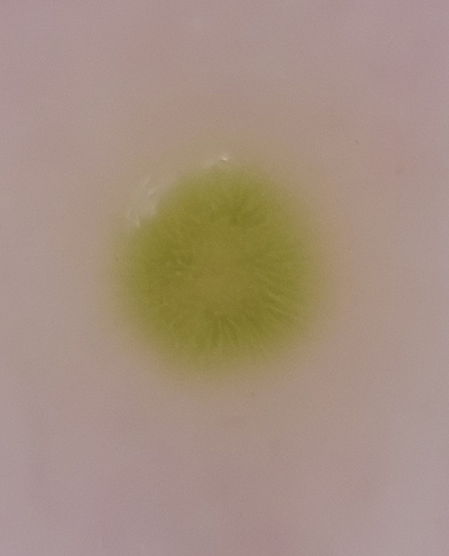 Gloeotrichia echinulata, 2026-07-17