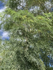 Moringa hildebrandtii