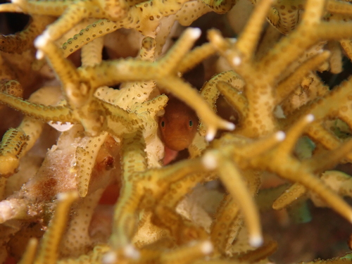 Paragobiodon modestus observed 2025-11-30
