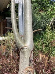 Moringa hildebrandtii