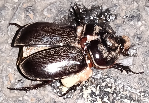 Coconut Rhinoceros Beetle