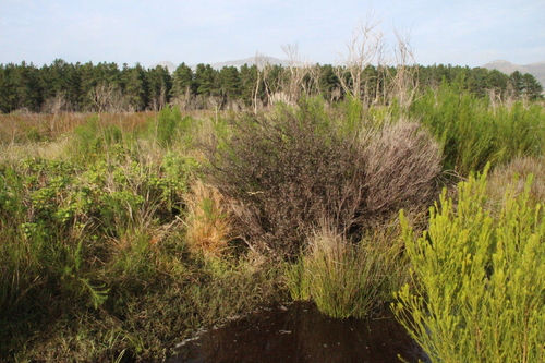 Leucadendron levisanus, photograph 2