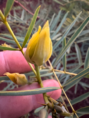 Senna pleurocarpa, photograph Tyler Anthony, CC BY, iNaturalist via GBIF