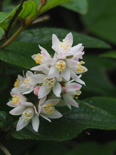 Image of Deutzia Cordatula (Deutzia cordatula) by no rights reserved