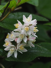 Deutzia cordatula