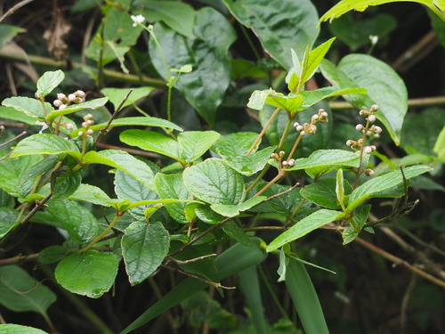 Image of Deutzia Cordatula (Deutzia cordatula) by no rights reserved