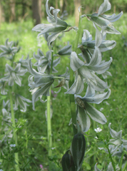 Ornithogalum boucheanum