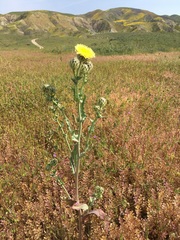 Malacothrix coulteri