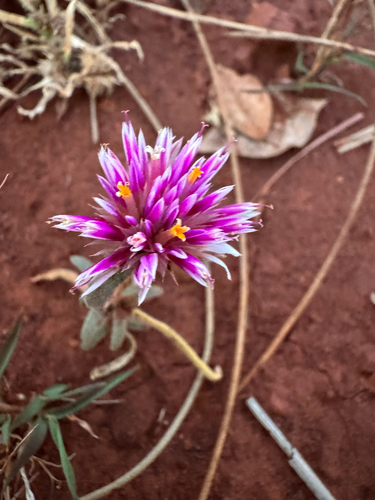 Gomphrena canescens, photograph 2
