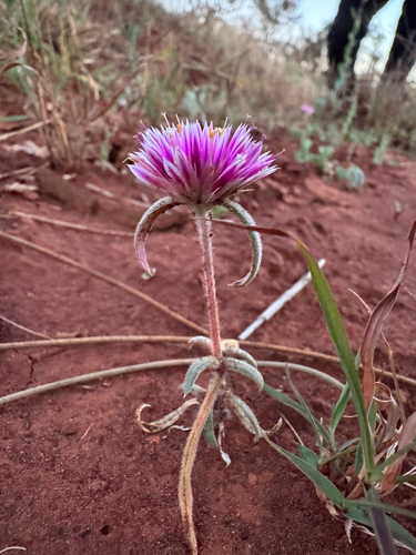 Gomphrena canescens, photograph 3