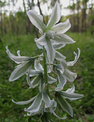 Ornithogalum boucheanum
