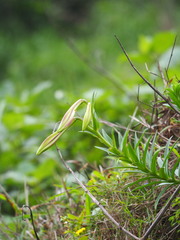 Lilium longiflorum
