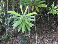 Anopterus macleayanus