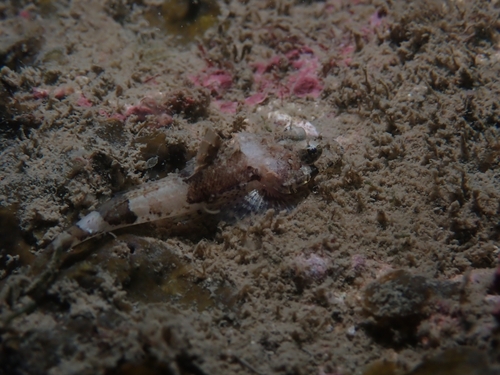 Thysanophrys celebica observed 2026-07-20