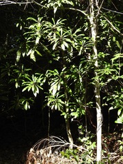 Anopterus macleayanus