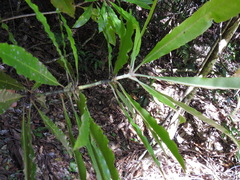 Anopterus macleayanus