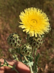 Malacothrix coulteri