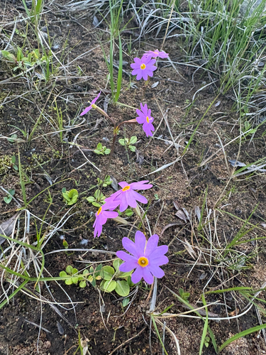 Primula nutans, 2026-07-01