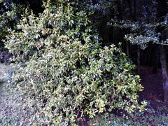 Rhododendron macrosepalum