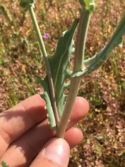 Malacothrix coulteri