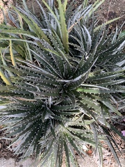 Dyckia fosteriana