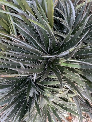 Dyckia fosteriana