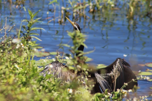 Australasian Darter