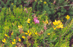 Gorse (Ulex)