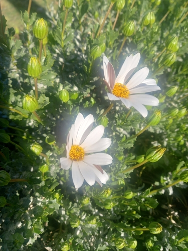 Dimorphotheca cuneata, photograph 2