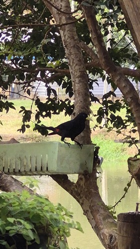 Red-rumped Cacique
