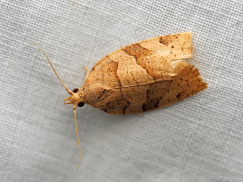 Woodgrain Leafroller Moth photo 3