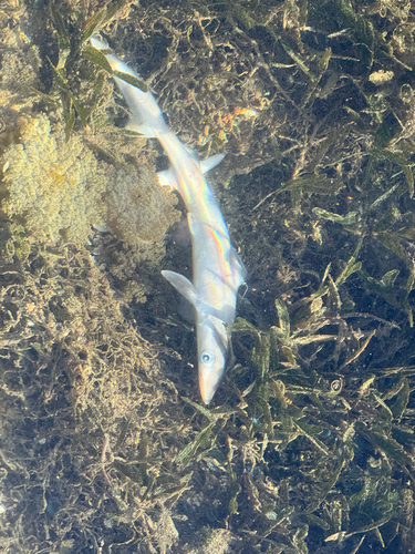 Caribische scherpsnuithaai (Rhizoprionodon porosus) — Carcharhinidae — 3