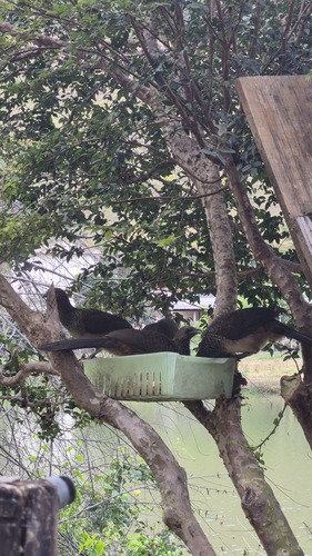 East Brazilian Chachalaca