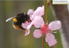 Bombus ganjsuensis