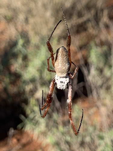 Australian Golden Orbweaver