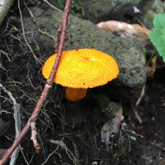 Aureoboletus auriflammeus
