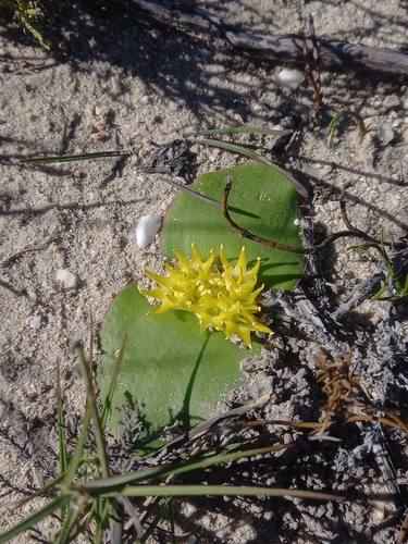 Massonia triflora
