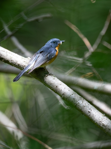 Slaty-backed Flycatcher