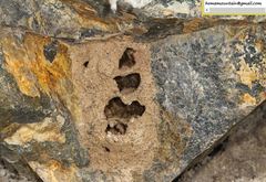 Megachile desertorum