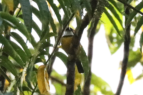 Pachycephala soror observed 2018-06-13