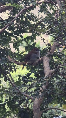 Great Antshrike