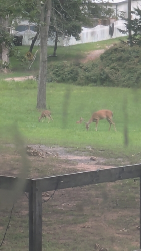 White-tailed Deer