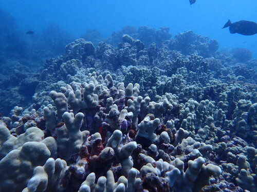 Porites compressa observed 2026-07-13