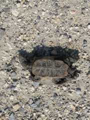Malaclemys terrapin pileata
