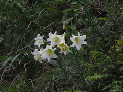 Lilium longiflorum