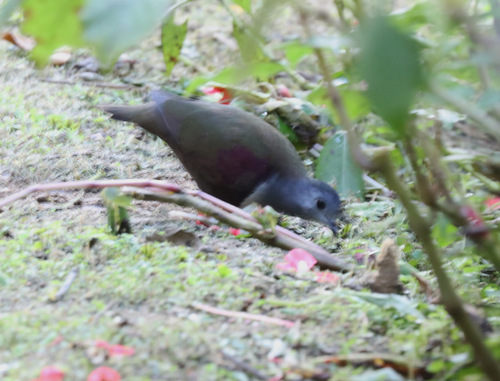 Pampusana beccarii, 2018-06-10